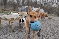 Anastasias-Acres-Dog-Boarding-Upstate-NY-Dog-Training-Dog-Day-Care5