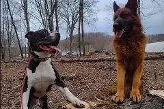 Anastasias-Acres-Dog-Boarding-Upstate-NY-Dog-Training-Dog-Day-Care8
