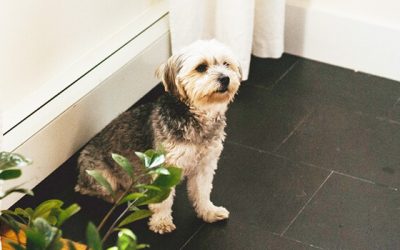 5 Tips for a Better-Behaved Pet