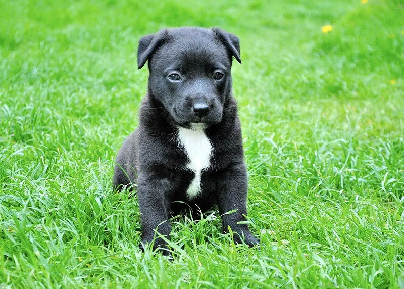 Mastering Puppy Training: Top 10 Tips for Success