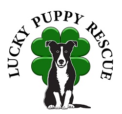 The Lucky Puppy Rescue