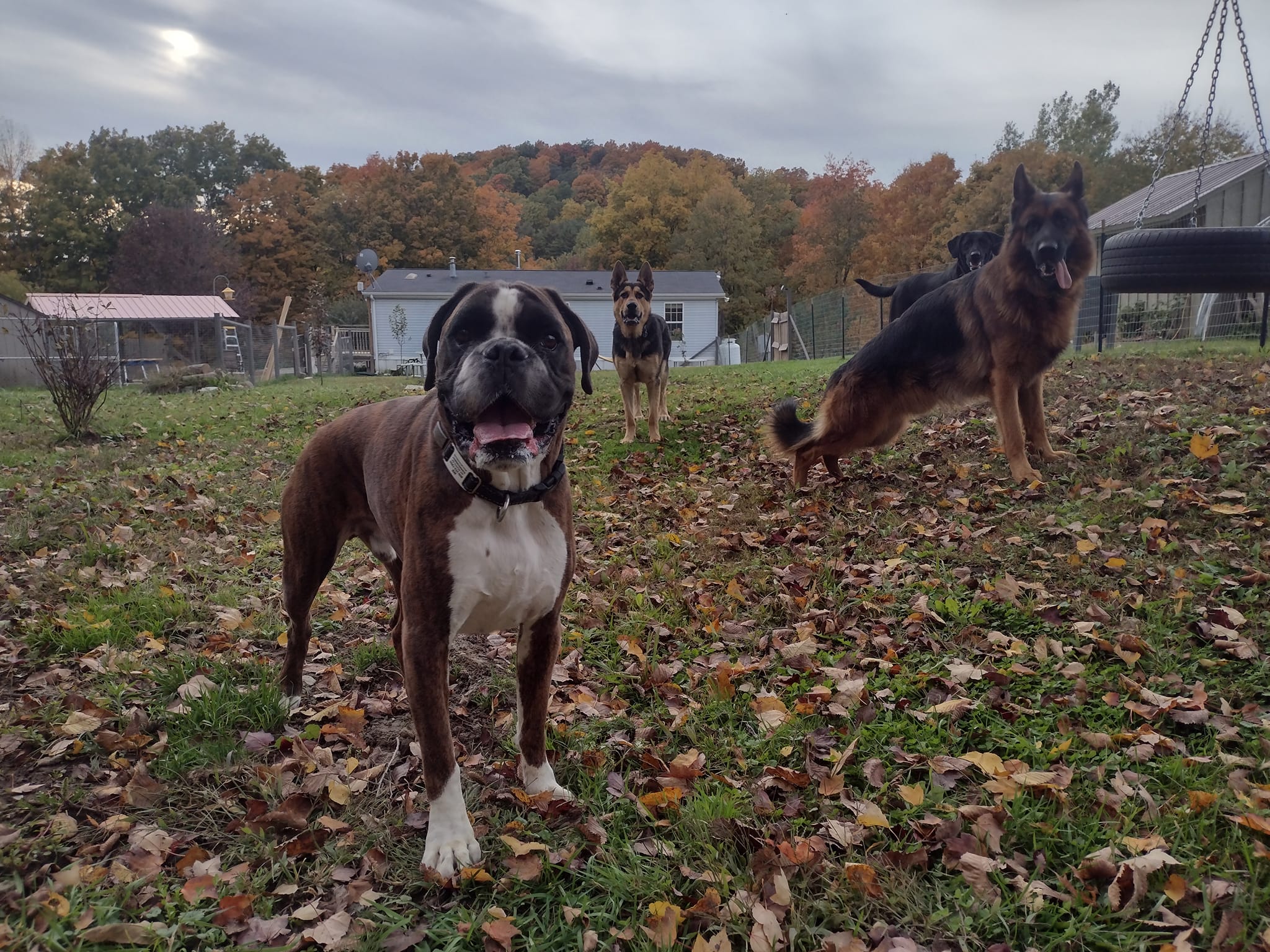 Anastasia's Acres Dog Boarding Upstate NY - Pet Day Care