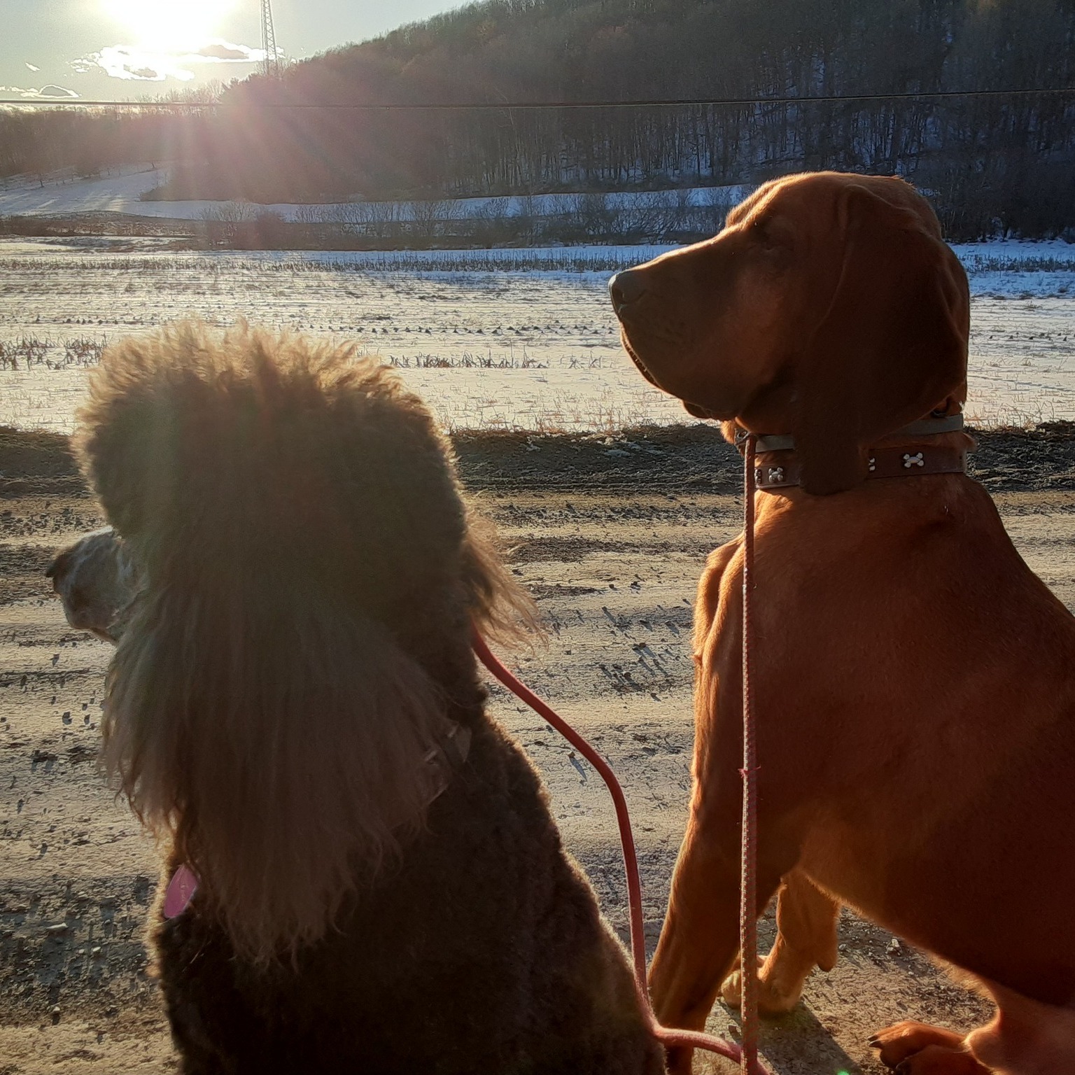 Home Anastasia's Acres Dog Boarding