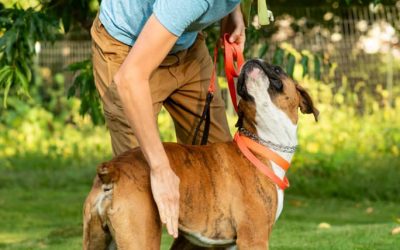 The Indispensable Importance of a Well-Trained Dog