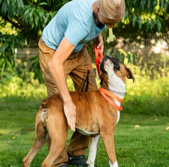 The Indispensable Importance of a Well-Trained Dog