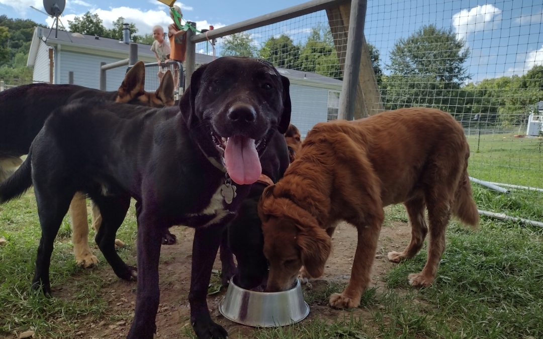 Doggy daycare can offer several benefits for both dogs and their owners