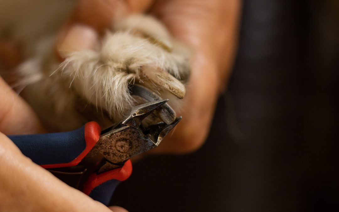 Why You Should Trim Your Dog’s Nails