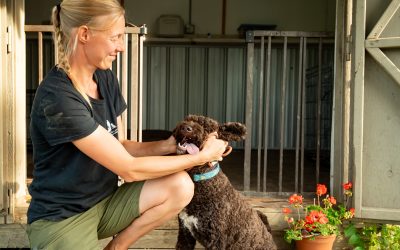 Beyond Tricks and Obedience: How Training Can Calm Your Dog in Stressful Situations