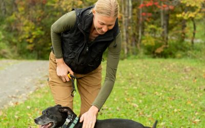 The Key to Success: Consistency in Dog Training
