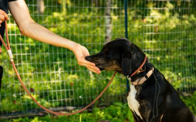 The Benefits of Training Your Dog with Food (Not Treats)