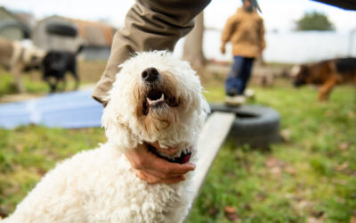 Set Your Dog Up for Success: Understanding and Taking Responsibility for Their Behavior