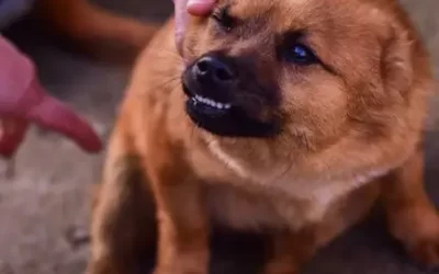 How to Address Your Dog’s Growling Behavior: A Helpful Guide for Pet Parents