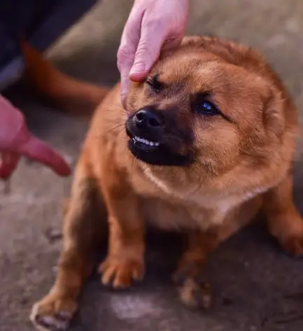 Fix A Growling Dog - Anastasia's Acres Dog Boarding & Training_2
